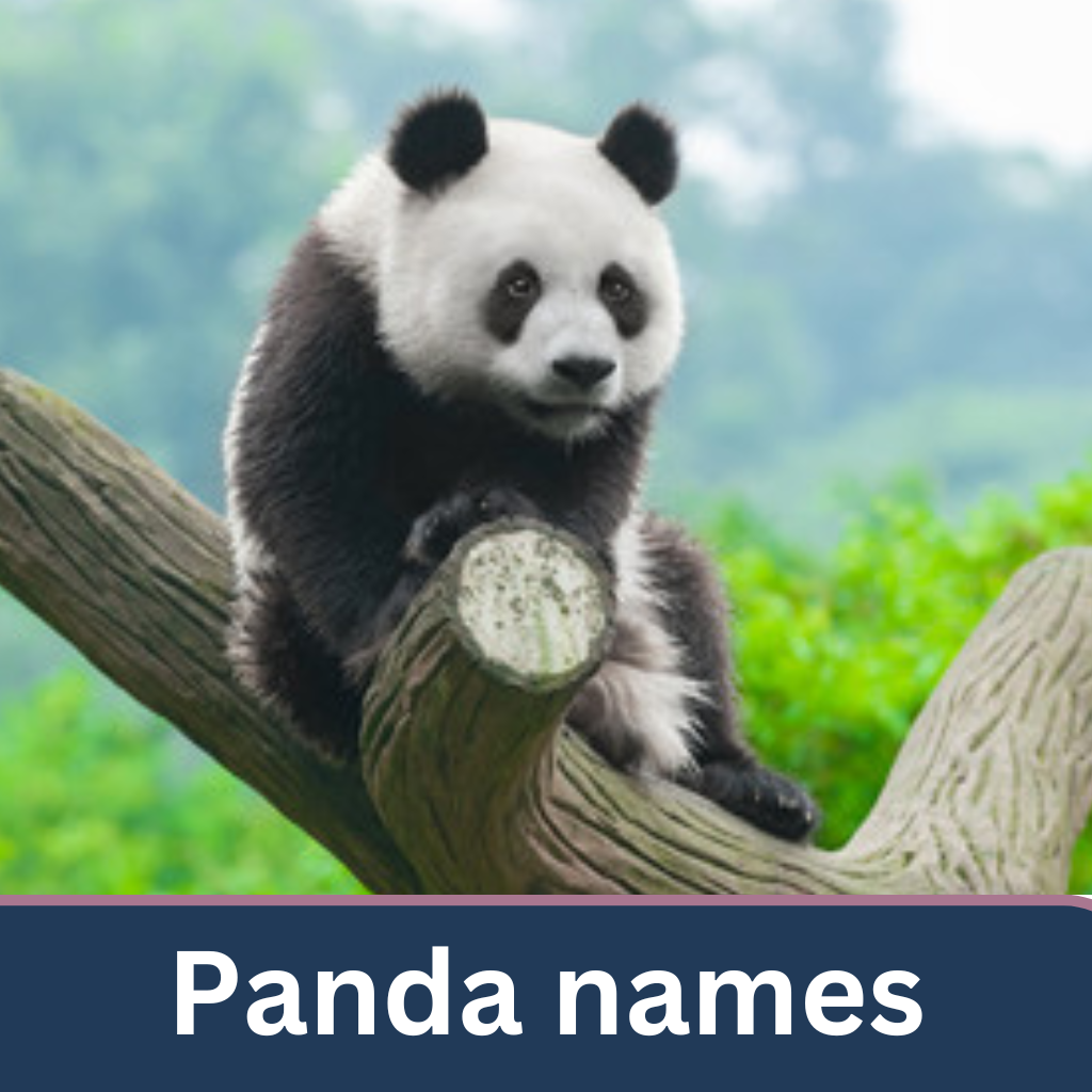 panda names