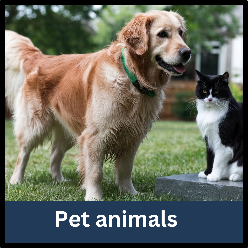 pet animals