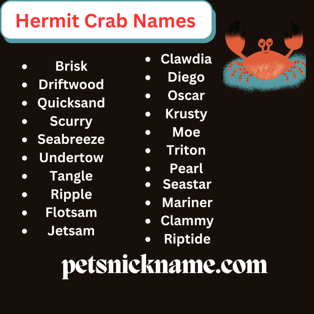 Hermit crab  image