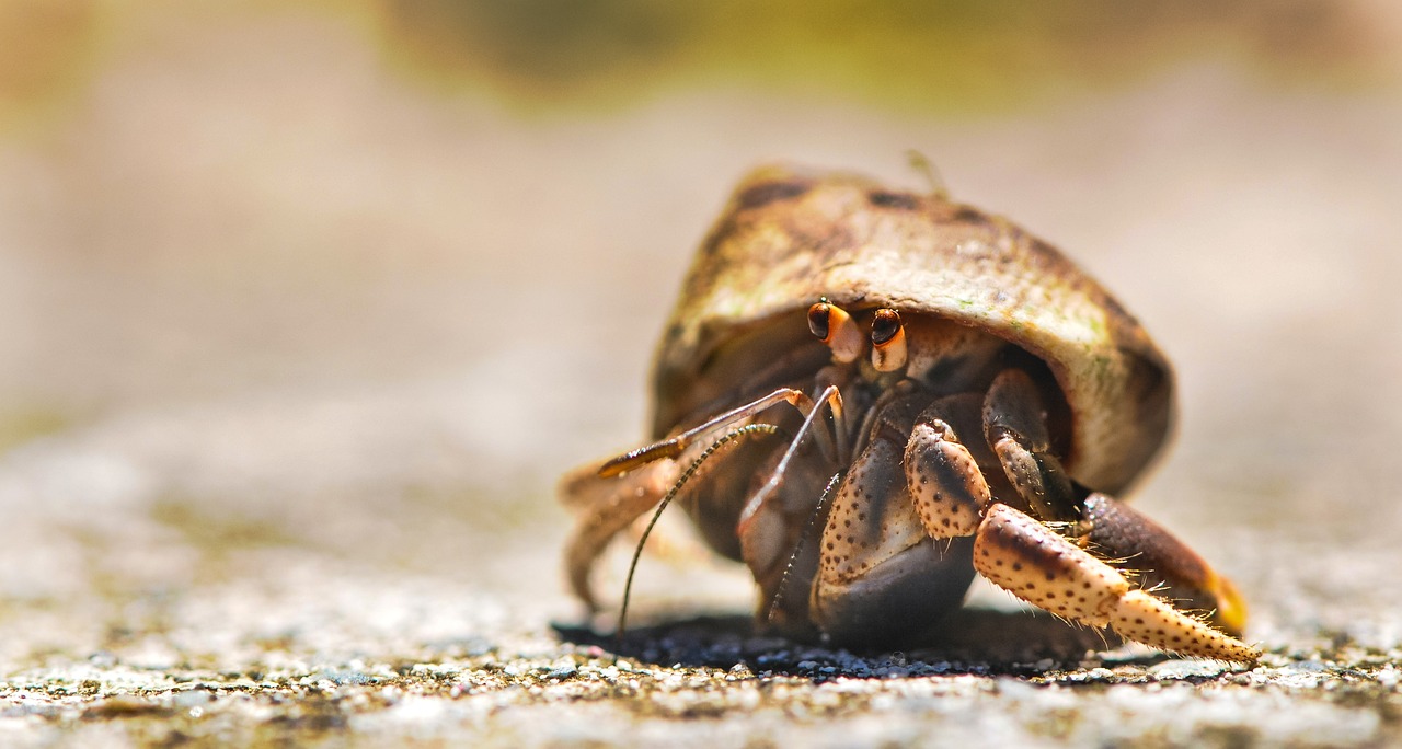 Hermit Crab image