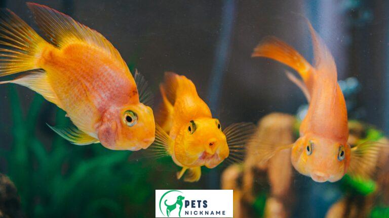 Three goldfish swimming together, facing forward, their bright scales and curious expressions highlighted.