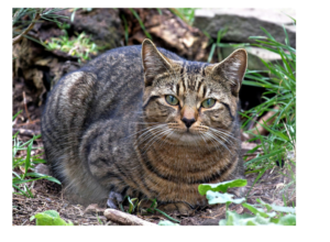 Baby Tiger Cat Image