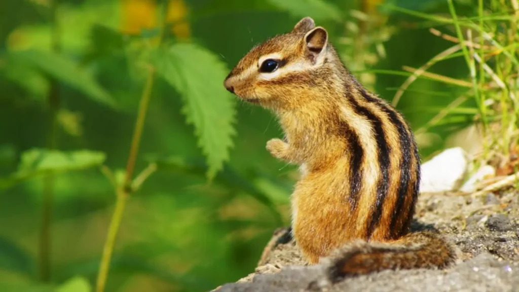 Nicknames For Chipmunk