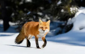 Red fox Image 