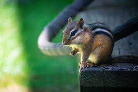 chipmunk names