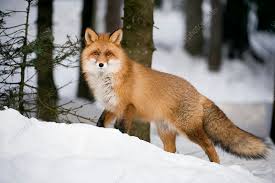 Cunning fox for fox names