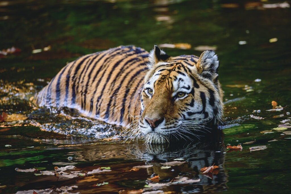 Male tiger image 