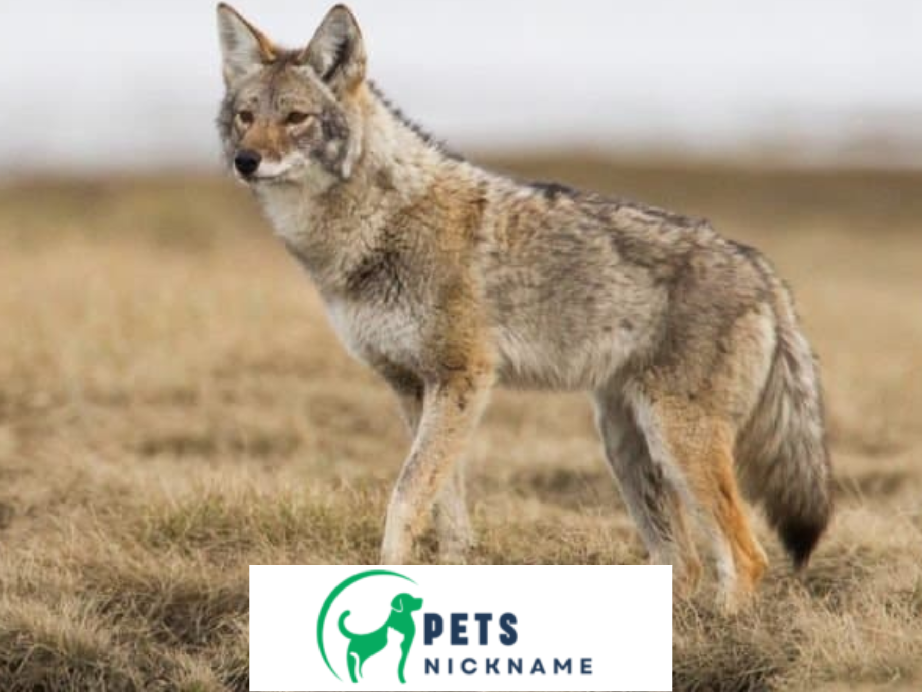 A close-up of a coyote walking through a field, natural habitat